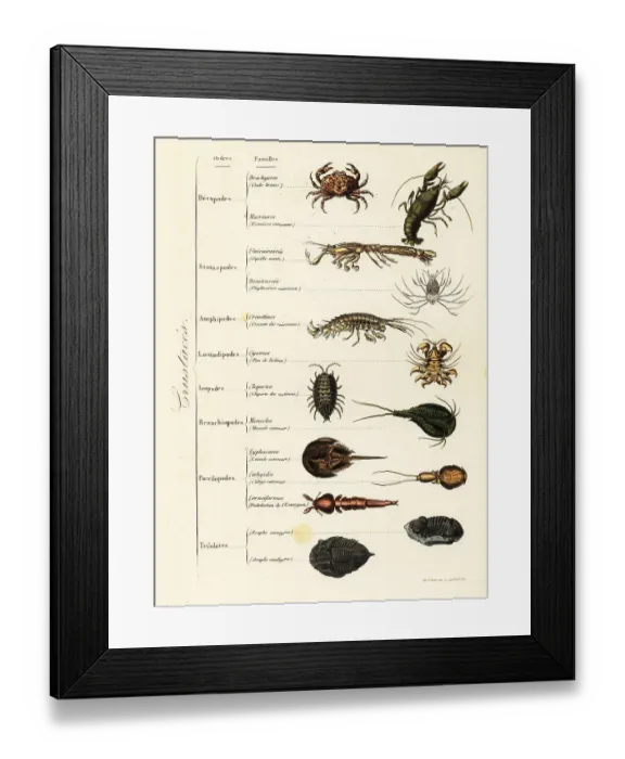 Framed Print : Orders of marine and terrestrial crustaceans Framed Print : Orders of marine and terrestrial crustaceans