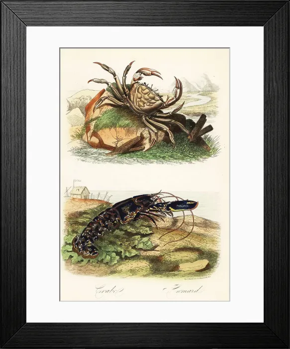 Framed Print : Tasmanian giant crab, Pseudocarcinus gigas, and European lobster Framed Print : Tasmanian giant crab, Pseudocarcinus gigas, and European lobster
