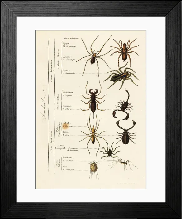 Framed Print : Orders of Arachnids Framed Print : Orders of Arachnids