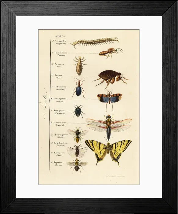 Framed Print : Orders of Insects Framed Print : Orders of Insects