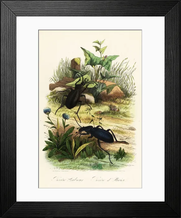 Framed Print : Huge violet ground beetles, Carabus scabrosus Framed Print : Huge violet ground beetles, Carabus scabrosus