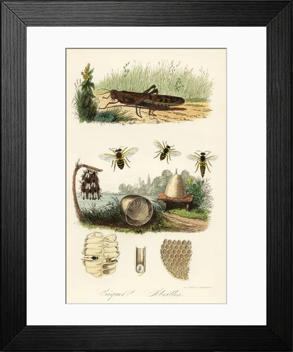 Framed Print : Field cricket and honey bee