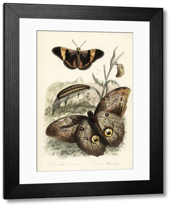 Framed Print : Brassolis sophorae butterfly and forest giant owl, Caligo eurilo Framed Print : Brassolis sophorae butterfly and forest giant owl, Caligo eurilo