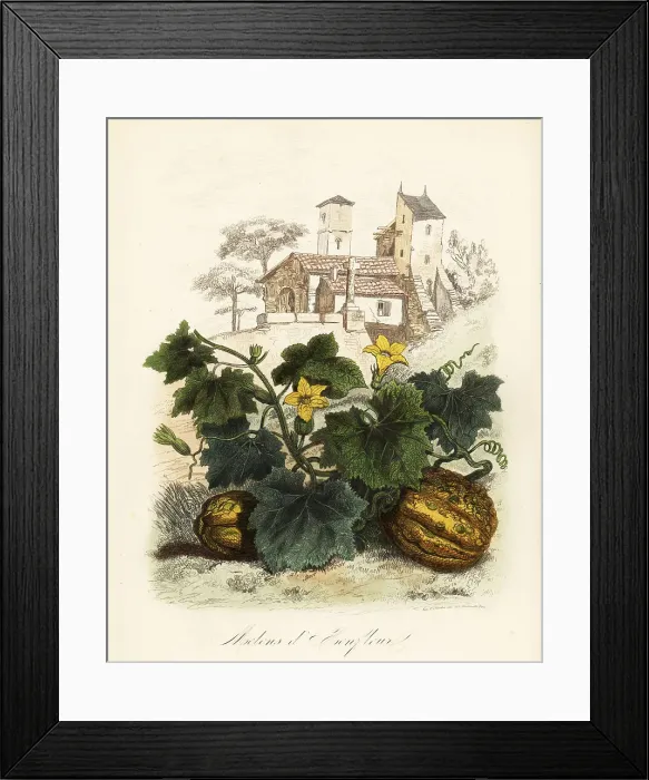 Framed Print : Honfleur melon, Cucumis melo Framed Print : Honfleur melon, Cucumis melo