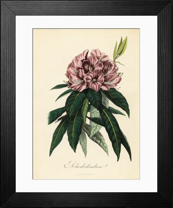 Framed Print : Rhododendron, Rhododendron javanicum Framed Print : Rhododendron, Rhododendron javanicum