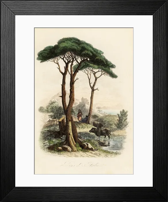 Framed Print : Stone pine, Pinus pinea Framed Print : Stone pine, Pinus pinea