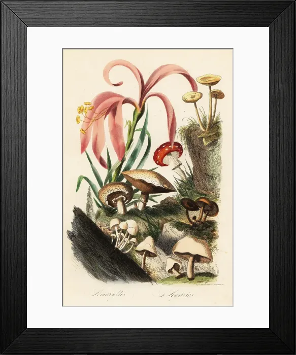 Framed Print : Amaryllis and mushrooms Framed Print : Amaryllis and mushrooms