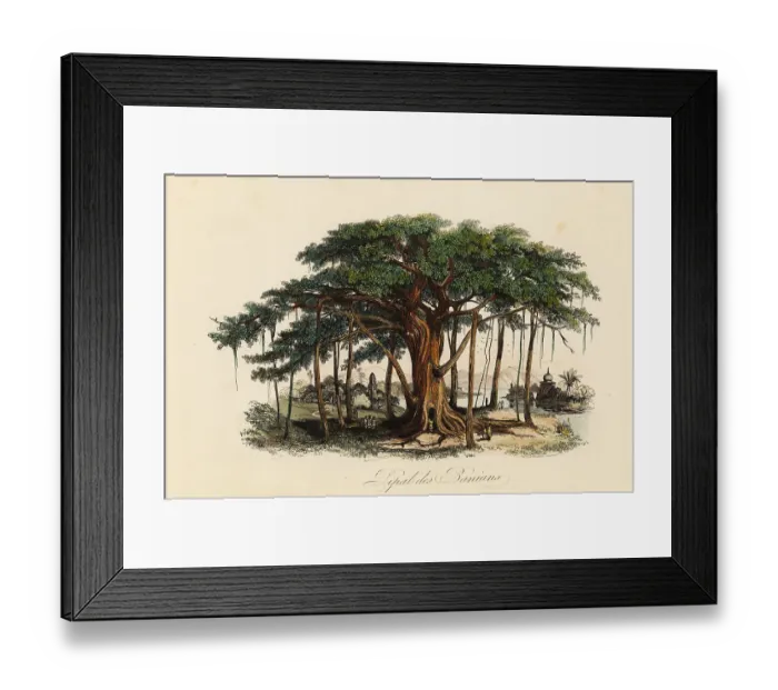 Framed Print : Sacred fig tree, Ficus religiosa Framed Print : Sacred fig tree, Ficus religiosa