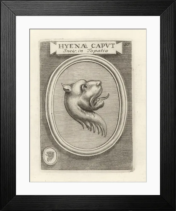Framed Print : Head of an African hyena Framed Print : Head of an African hyena