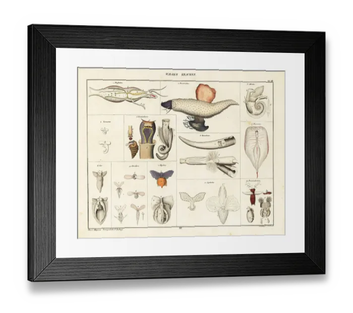 Framed Print : Anatomy of sea snails, sea angels, sea butterflies Framed Print : Anatomy of sea snails, sea angels, sea butterflies