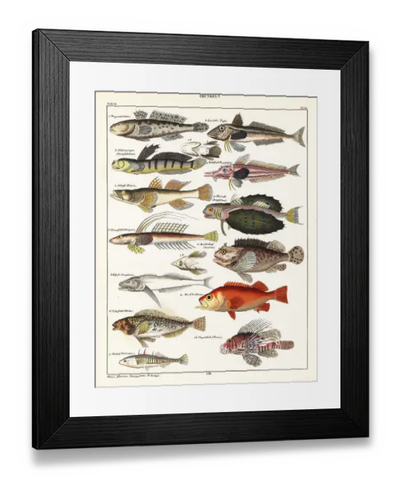 Framed Print : Varieties of fish Framed Print : Varieties of fish