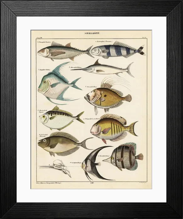 Framed Print : Varieties of fish Framed Print : Varieties of fish