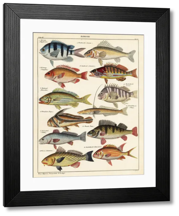 Framed Print : Varieties of fish Framed Print : Varieties of fish