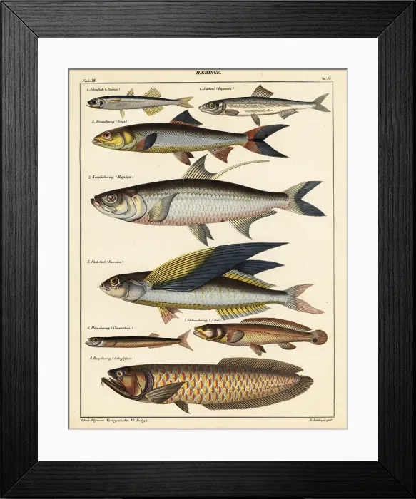 Framed Print : Varieties of fish Framed Print : Varieties of fish