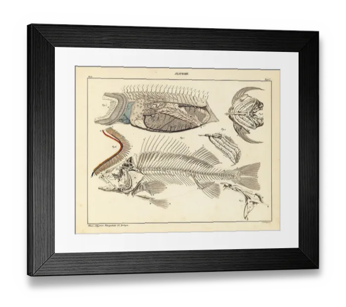 Framed Print : Fish anatomy showing skeleton, gills, etc Framed Print : Fish anatomy showing skeleton, gills, etc