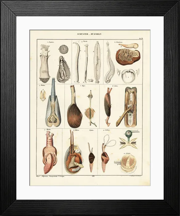 Framed Print : Anatomy of bivalve molluscs Framed Print : Anatomy of bivalve molluscs
