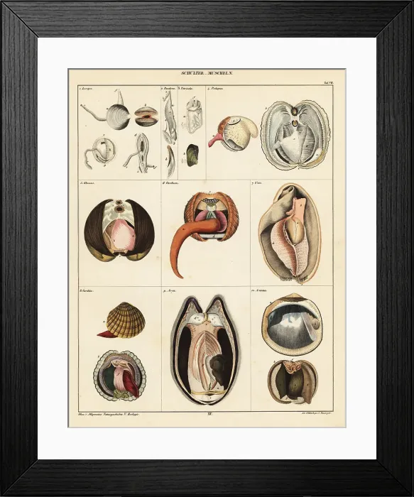 Framed Print : Anatomy of bivalve molluscs Framed Print : Anatomy of bivalve molluscs