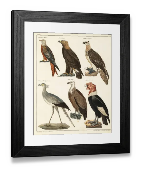 Framed Print : Birds of prey Framed Print : Birds of prey