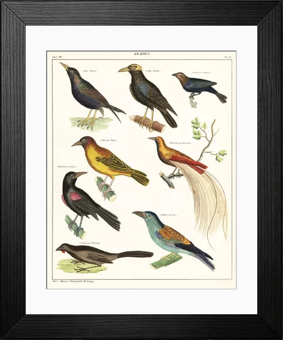 Framed Print : Varieties of exotic birds Framed Print : Varieties of exotic birds