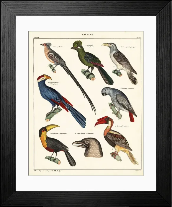 Framed Print : Varieties of birds Framed Print : Varieties of birds