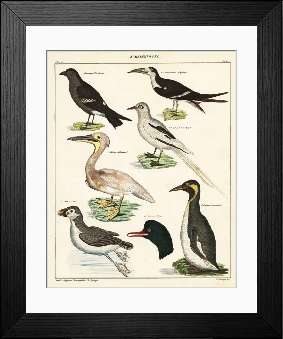 Framed Print : Varieties of sea birds Framed Print : Varieties of sea birds