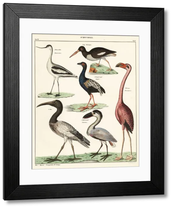 Framed Print : Varieties of wading birds Framed Print : Varieties of wading birds