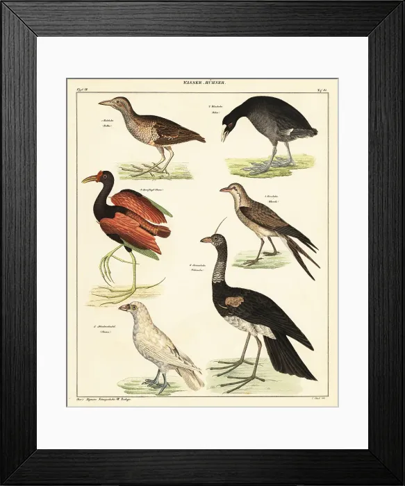 Framed Print : Variety of water fowl Framed Print : Variety of water fowl