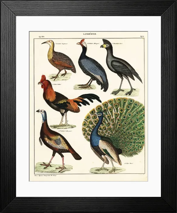 Framed Print : Varieties of birds Framed Print : Varieties of birds