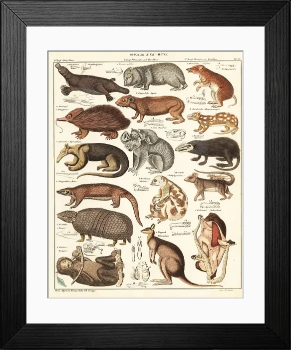 Framed Print : Varieties of marsupials Framed Print : Varieties of marsupials