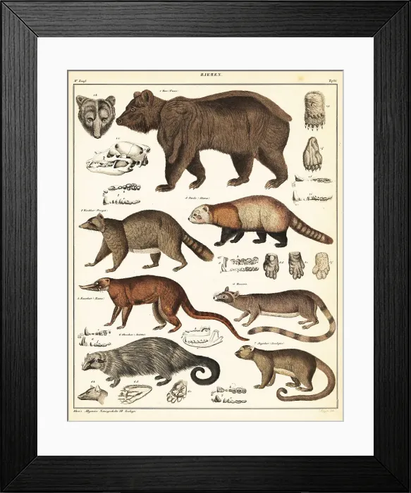 Framed Print : Varieties of bears Framed Print : Varieties of bears