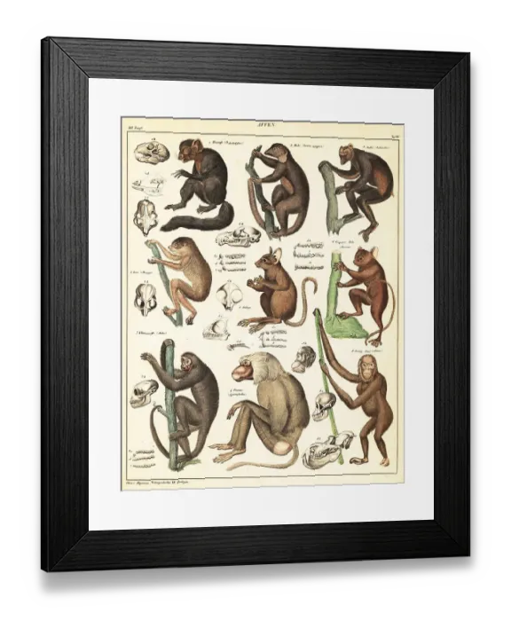 Framed Print : Varieties of apes Framed Print : Varieties of apes