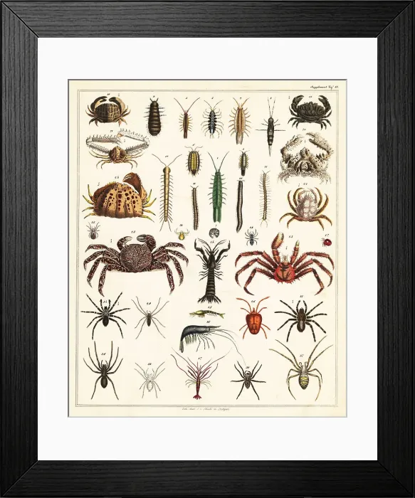 Framed Print : Varieties of crabs and spiders