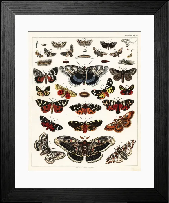Framed Print : Varieties of butterflies, moths, etc Framed Print : Varieties of butterflies, moths, etc