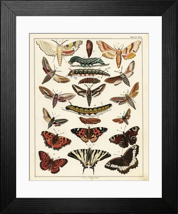 Framed Print : Varieties of butterflies, moths, etc Framed Print : Varieties of butterflies, moths, etc