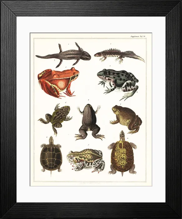 Framed Print : Varieties of amphibians, frogs and turtles Framed Print : Varieties of amphibians, frogs and turtles