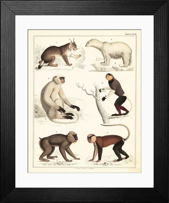 Framed Print : Varieties of mammals Framed Print : Varieties of mammals
