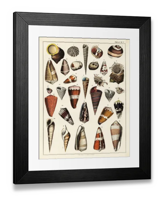 Framed Print : Varieties of shells, molluscs Framed Print : Varieties of shells, molluscs