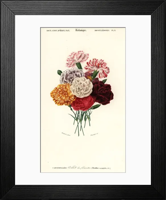 Framed Print : Group of carnations, Dianthus caryophyllus Framed Print : Group of carnations, Dianthus caryophyllus
