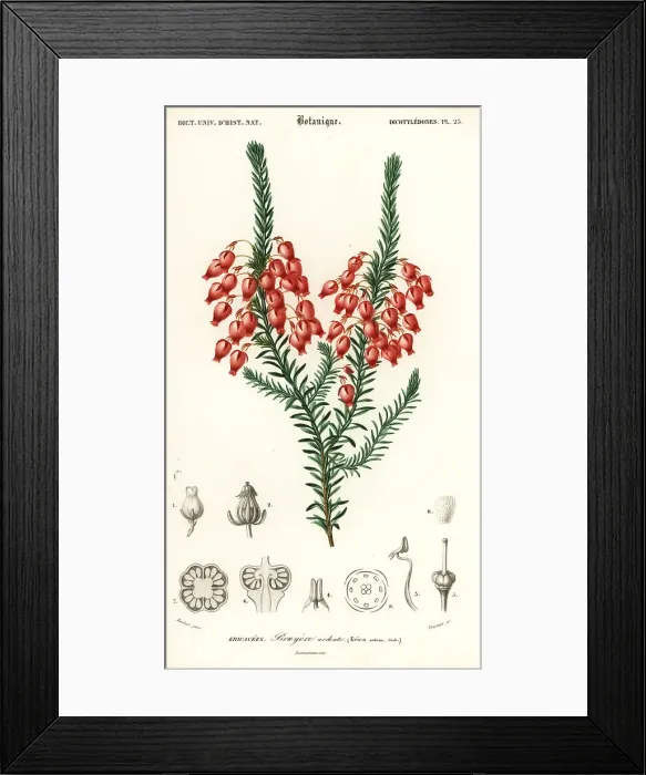 Framed Print : Glowing heath, Erica ardens Framed Print : Glowing heath, Erica ardens