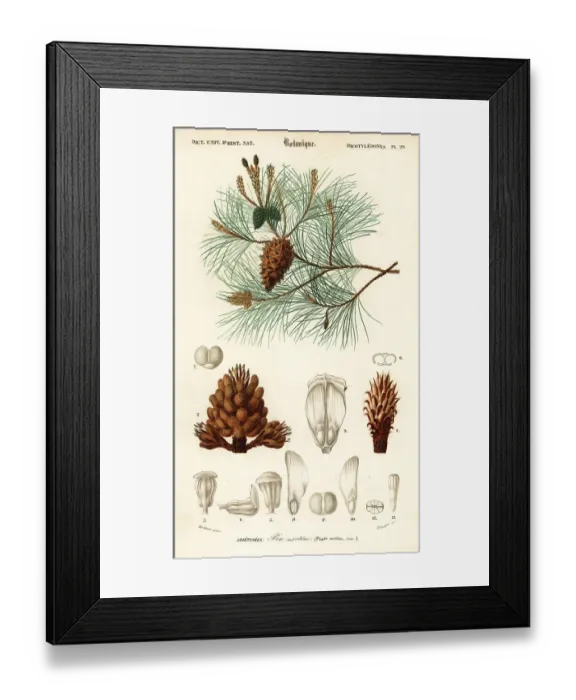 Framed Print : Maritime pine or cluster pine, Pinus pinaster Framed Print : Maritime pine or cluster pine, Pinus pinaster