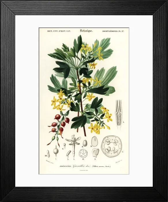 Framed Print : Golden currant, Ribes aureum Framed Print : Golden currant, Ribes aureum