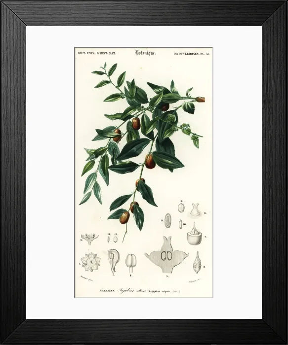Framed Print : Chinese date or jujube, Ziziphus jujuba Framed Print : Chinese date or jujube, Ziziphus jujuba