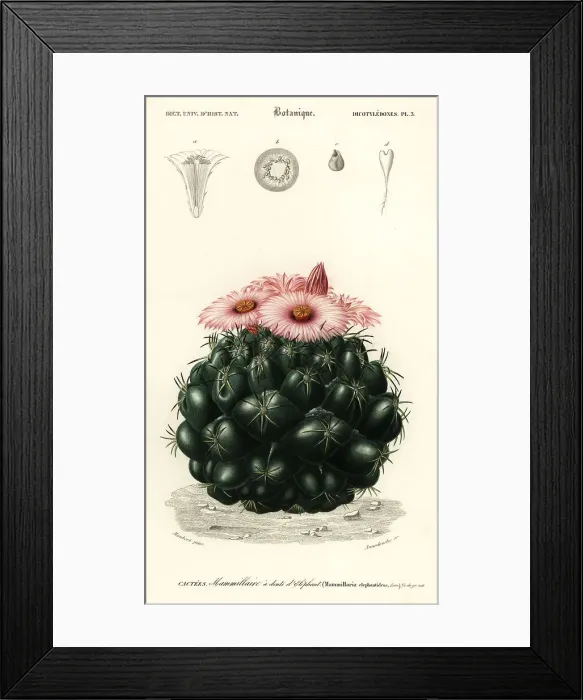 Framed Print : Beehive cactus, Coryphantha elephantidens Framed Print : Beehive cactus, Coryphantha elephantidens