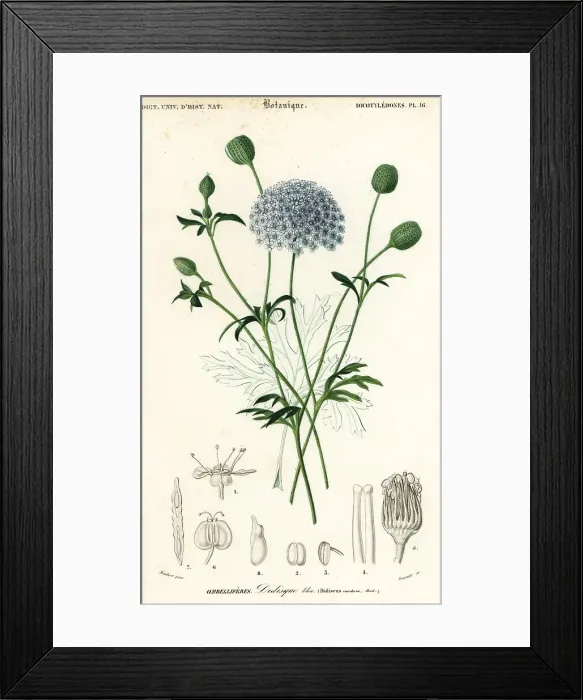 Framed Print : Blue lace flower, Trachymene coerulea Framed Print : Blue lace flower, Trachymene coerulea
