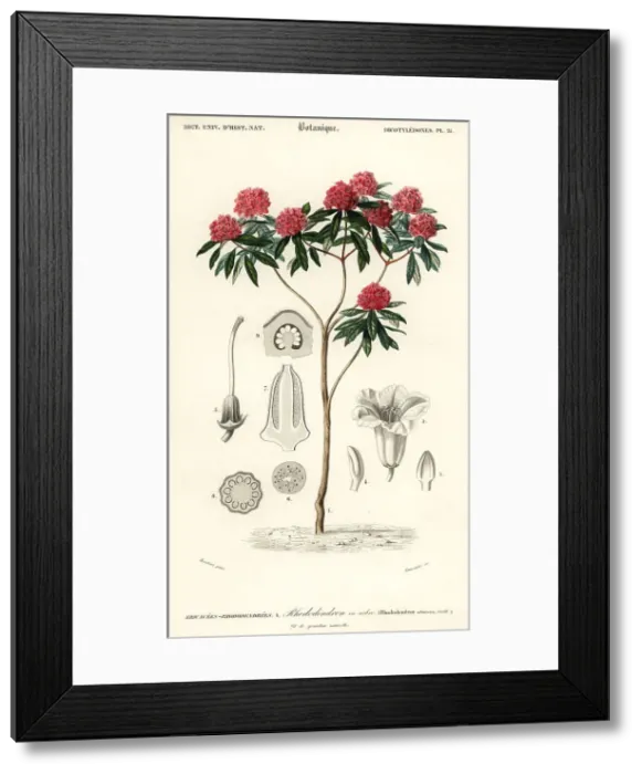 Framed Print : Tree rhododendron, Rhododendron arboreum Framed Print : Tree rhododendron, Rhododendron arboreum