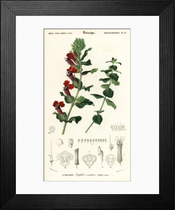 Framed Print : Cigar plant, Cuphea llavea Framed Print : Cigar plant, Cuphea llavea