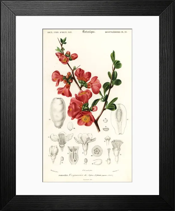 Framed Print : Japanese quince, Chaenomeles japonica Framed Print : Japanese quince, Chaenomeles japonica
