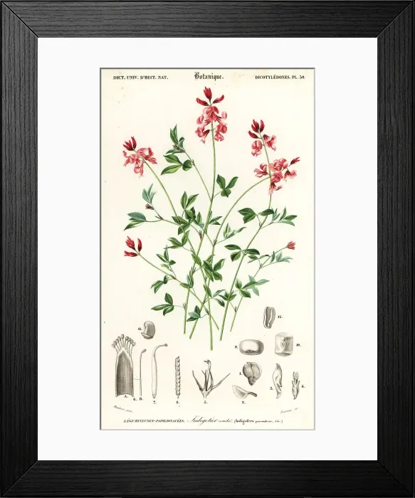 Framed Print : Indigo plant, Indigofera procumbens Framed Print : Indigo plant, Indigofera procumbens