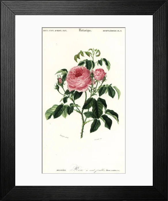 Framed Print : Provence rose, Rosa x centifolia Framed Print : Provence rose, Rosa x centifolia