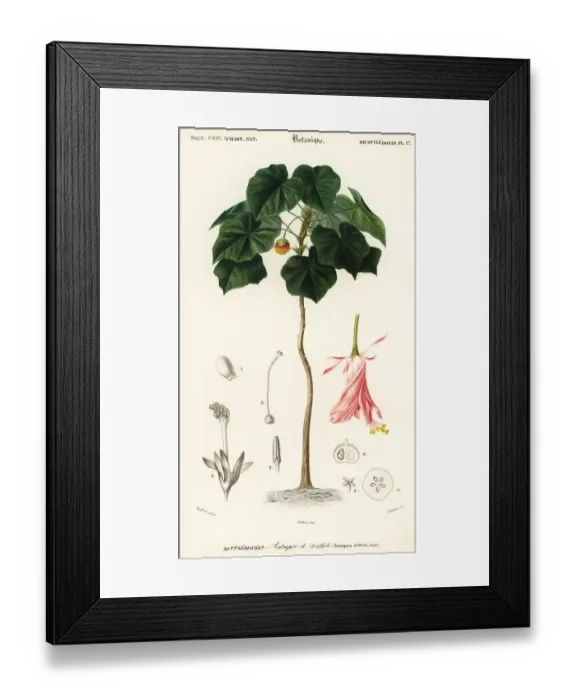 Framed Print : Pinkball, Dombeya wallichii Framed Print : Pinkball, Dombeya wallichii